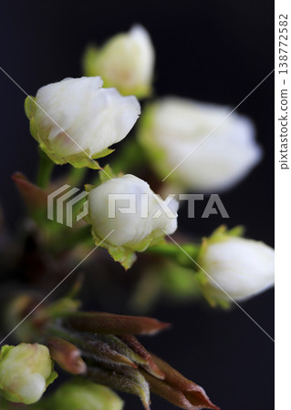 White flower buds blooming on a pear tree in early spring. White flower buds blooming on a pear tree in early spring. 138772582
