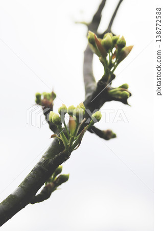 早春時節,梨樹上盛開的白色花蕾。 早春時節,梨樹上盛開的白色花蕾。 138772588