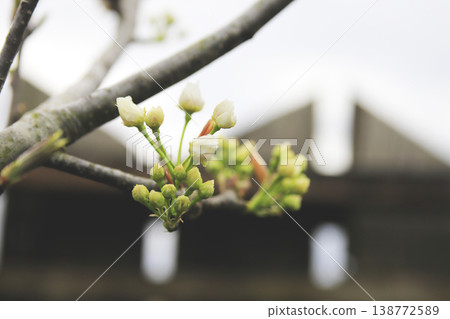 早春時節,梨樹上盛開的白色花蕾。 早春時節,梨樹上盛開的白色花蕾。 138772589