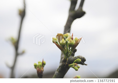 早春時節,梨樹上盛開的白色花蕾。 早春時節,梨樹上盛開的白色花蕾。 138772591