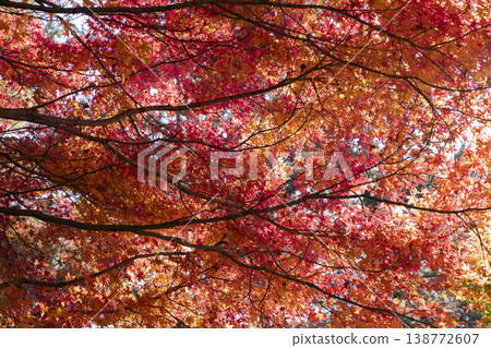 Autumn leaves of maple Autumn leaves of maple 138772607