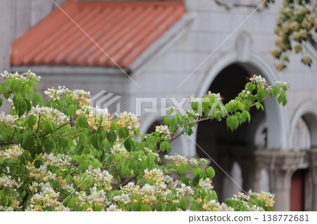 April 3 2026 Saint Teresa Church Blossoms And Stone Facade, HK April 3 2026 Saint Teresa Church Blossoms And Stone Facade, HK 138772681