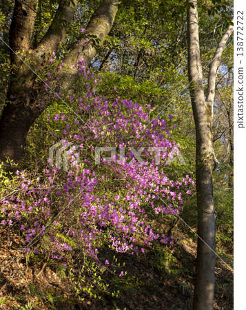 山中盛開的杜鵑花 山中盛開的杜鵑花 138772722