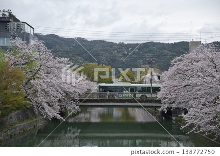 Kyoto in Spring: Cherry blossoms in full bloom, the canal, and a city bus viewed from Kumano Bridge. 138772750
