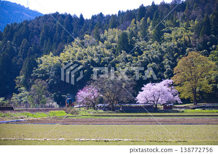 A local train running through cherry blossoms in bloom. A local train running through cherry blossoms in bloom. 138772756