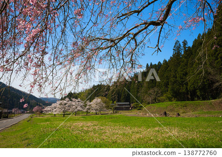 A local train running through cherry blossoms in bloom. 138772760