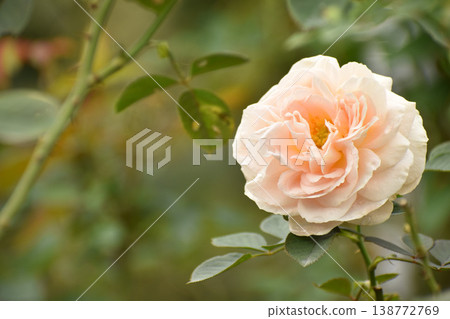 Baby pink autumn roses 138772769