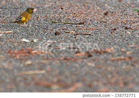 A photograph of a European Greenfinch searching for food on the ground. A photograph of a European Greenfinch searching for food on the ground. 138772771