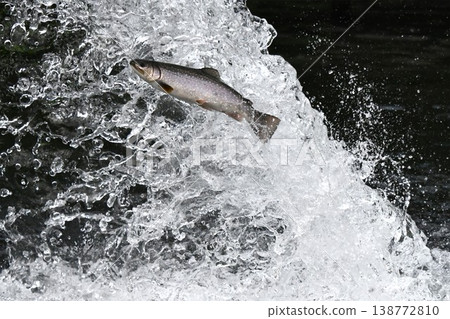 The trout jumps The trout jumps 138772810