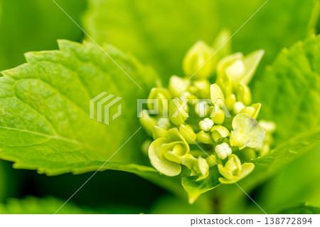 Hydrangea's season Hydrangea's season 138772894