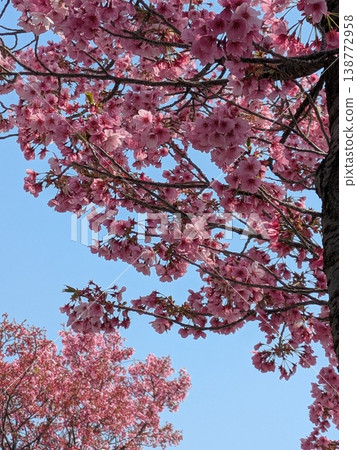 櫻花盛開，映襯著藍天 [櫻花，春天，圖片] 138772958