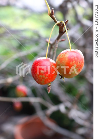 紅櫻桃 138773012
