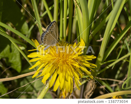 Pale grass blue sucking dandelion nectar Pale grass blue sucking dandelion nectar 138773034