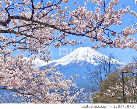 富士和櫻花 富士和櫻花 138773070