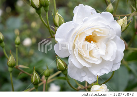 白玫瑰和花苞上帶著水珠 白玫瑰和花苞上帶著水珠 138773078