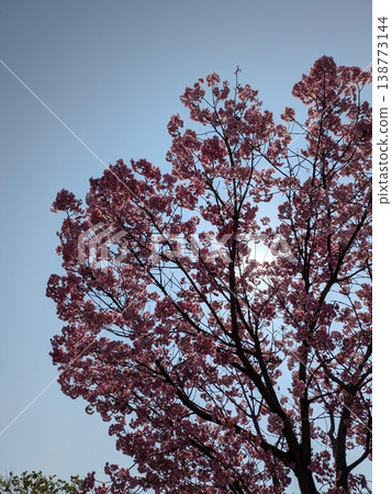 Cherry blossoms against a blue sky [Cherry blossoms, spring, image] 138773144