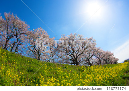 Scenery with rape blossoms and cherry blossoms in full bloom 138773174