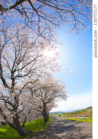 Scenery with rape blossoms and cherry blossoms in full bloom Scenery with rape blossoms and cherry blossoms in full bloom 138773177
