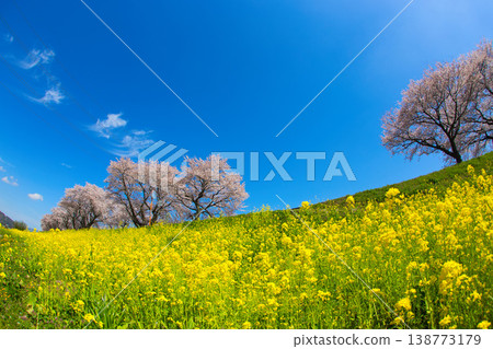 油菜花和櫻花盛開的風景 油菜花和櫻花盛開的風景 138773179