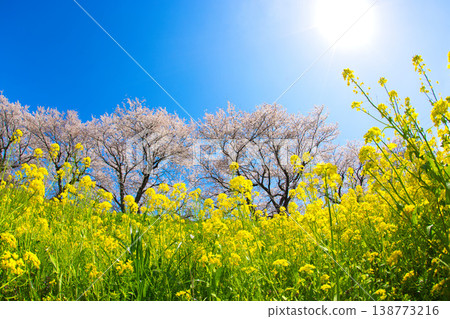 油菜花和櫻花盛開的風景 油菜花和櫻花盛開的風景 138773216