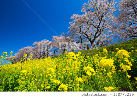 油菜花和櫻花盛開的風景 138773239