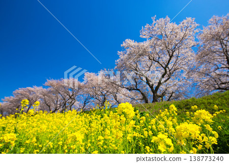 油菜花和櫻花盛開的風景 138773240