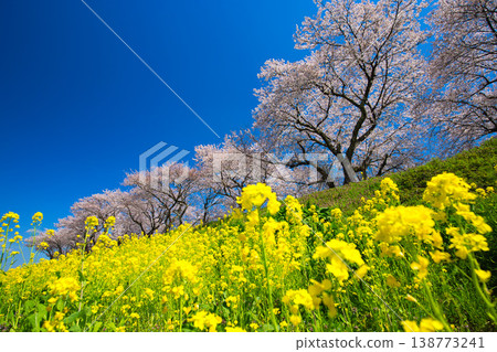 油菜花和櫻花盛開的風景 油菜花和櫻花盛開的風景 138773241