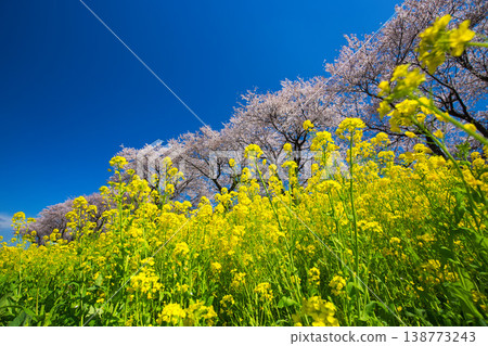 Scenery with rape blossoms and cherry blossoms in full bloom Scenery with rape blossoms and cherry blossoms in full bloom 138773243