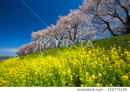 油菜花和櫻花盛開的風景 油菜花和櫻花盛開的風景 138773249