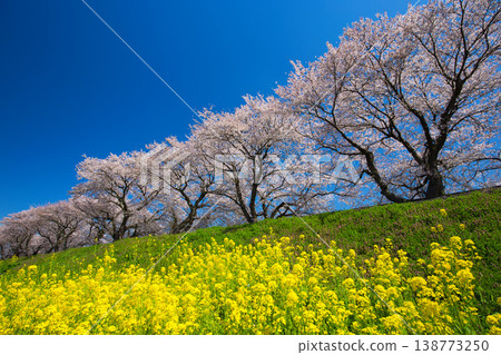 油菜花和櫻花盛開的風景 油菜花和櫻花盛開的風景 138773250