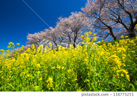油菜花和櫻花盛開的風景 138773251