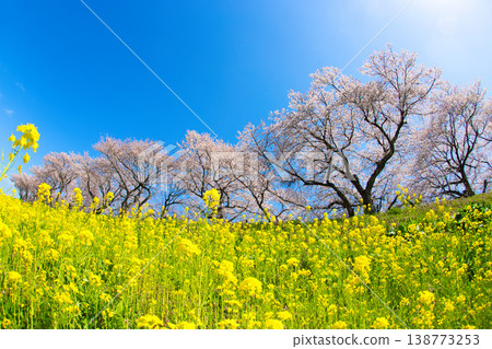油菜花和櫻花盛開的風景 138773253