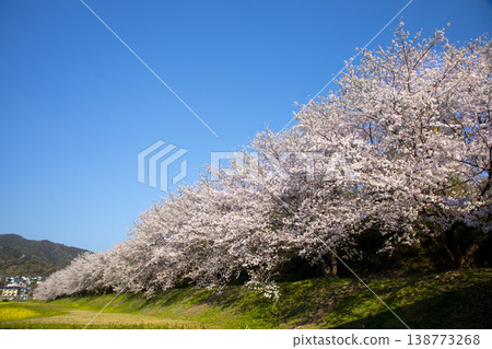 Cherry blossom trees at the Mizuki Castle ruins in Dazaifu City, Fukuoka Prefecture Cherry blossom trees at the Mizuki Castle ruins in Dazaifu City, Fukuoka Prefecture 138773268