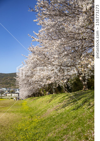 Cherry blossom trees at the Mizuki Castle ruins in Dazaifu City, Fukuoka Prefecture Cherry blossom trees at the Mizuki Castle ruins in Dazaifu City, Fukuoka Prefecture 138773273