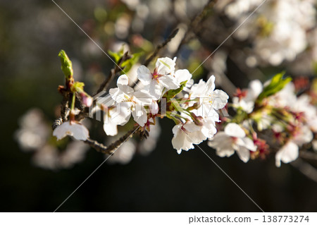 Scenery with cherry blossoms Scenery with cherry blossoms 138773274