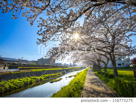 福岡縣太宰府市三笠川河岸，櫻花盛開。 138773275