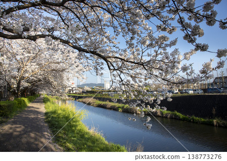 福岡縣太宰府市三笠川河岸，櫻花盛開。 138773276