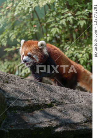 A red panda strolls leisurely at Edogawa Natural Zoo. A red panda strolls leisurely at Edogawa Natural Zoo. 138773291