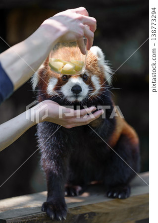 Red panda practicing eating at Edogawa Natural Zoo Red panda practicing eating at Edogawa Natural Zoo 138773294