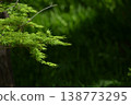 Young leaves of autumn leaves that receive sunlight in the woods 138773295
