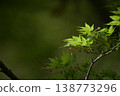 Momiji leaves 138773296
