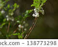  White flower 138773298