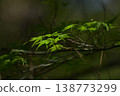 Fresh green maple 138773299
