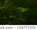 Maple leaves illuminated by sunlight 138773301