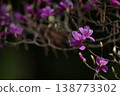 Azaleas blooming in the spring fields 138773302