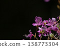Purple azalea 138773304