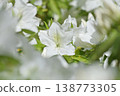 White azalea 138773305