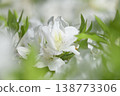 White azalea flower 138773306