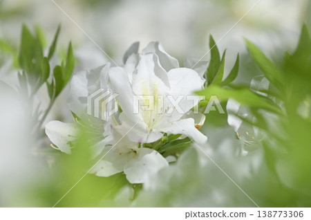 White azalea flower White azalea flower 138773306