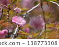 Yaezakura heralds the arrival of spring 138773308